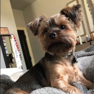 Meet your Posher, Hannah